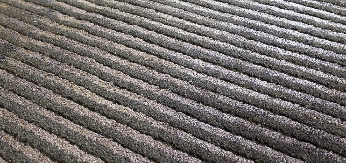 Jubilee Stripe Chocolate